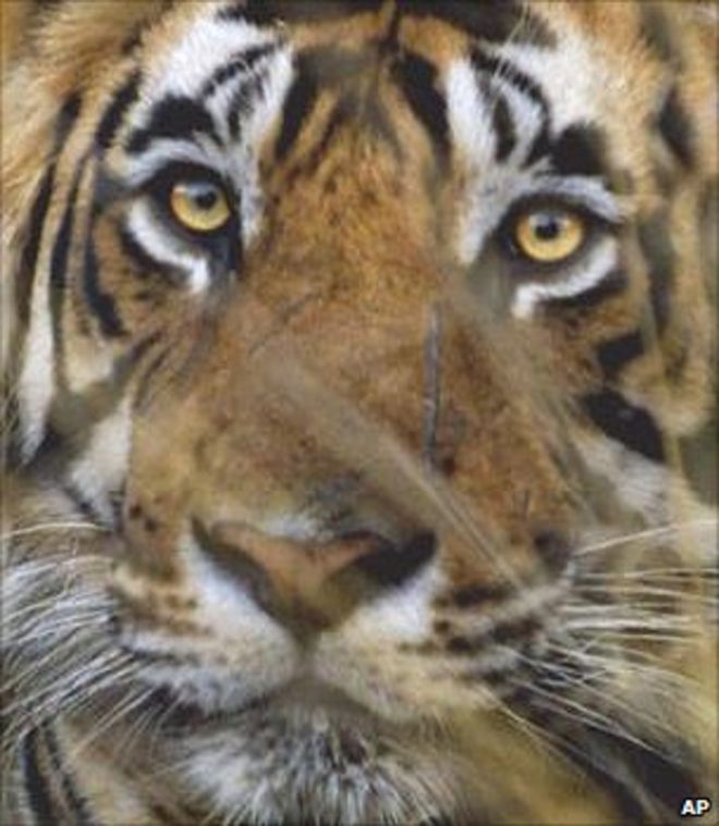 Тигр в кустах (Изображение: AP)