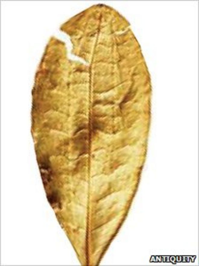 Современный лист коки