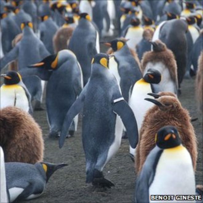 Пингвины - некоторые в полоску