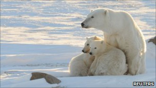 Белый медведь и два детеныша в Гудзоновом заливе