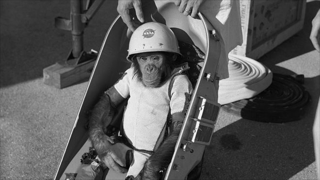 ஹாம் என்ற சிம்பன்சி குரங்கு