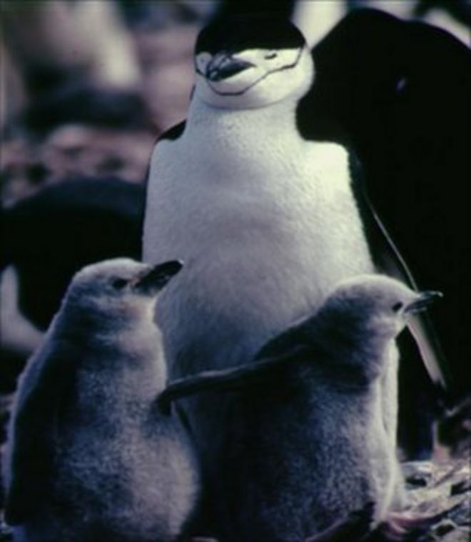 Пингвины Chinstrap (Изображение: BBC)