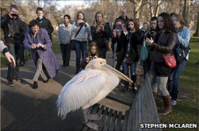 Туристы фотографируют пеликана