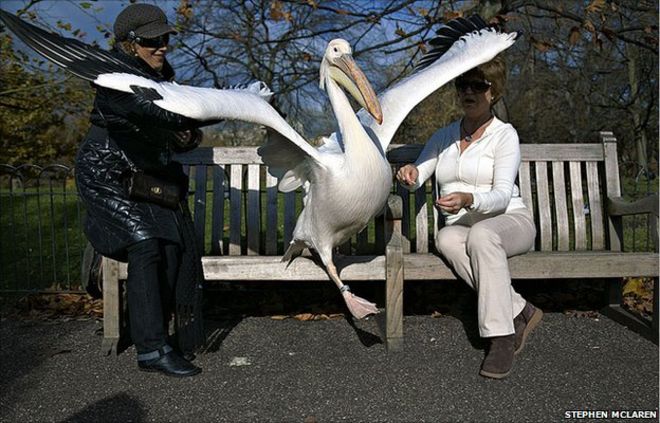 Пеликан в парке Святого Джеймса