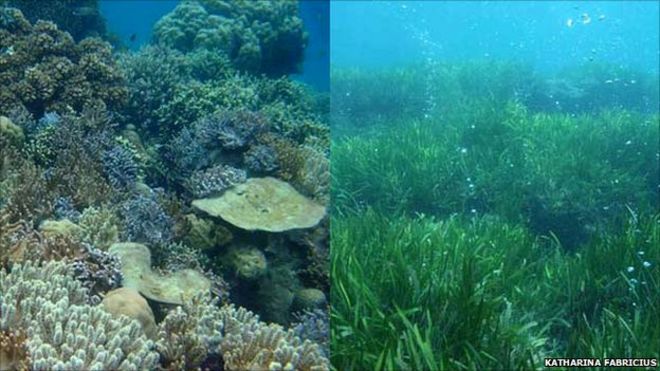Коралл и водоросли