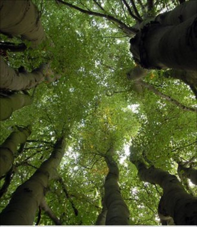 Многоствольное буковое дерево (изображение: Эмма Муртаг)