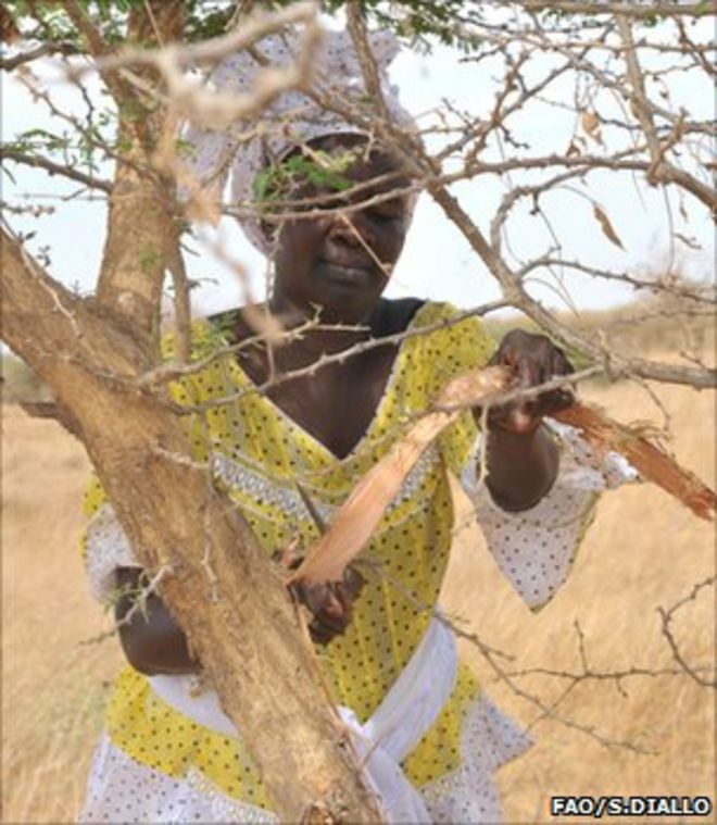 Извлечение камеди из дерева акации (изображение: FAO / Sayllou Diallo)