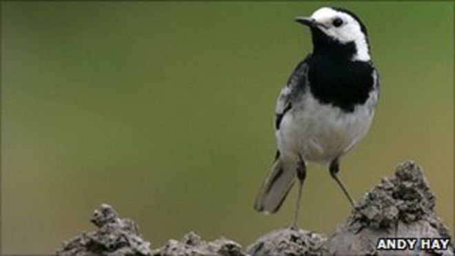 Пегая трясогузка. Фото: Энди Хэй любезно предоставлено RSPB