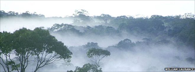 Рассвет над тропическим лесом Амазонки