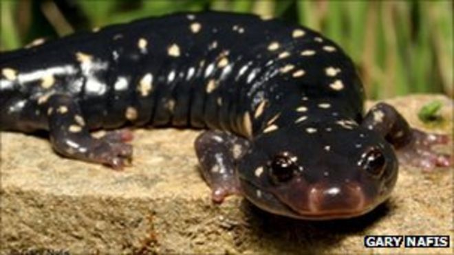 Черная крапчатая саламандра