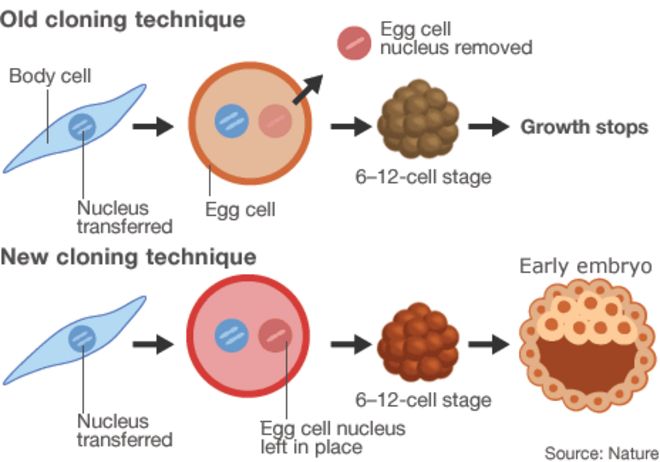 Техника стволовых клеток