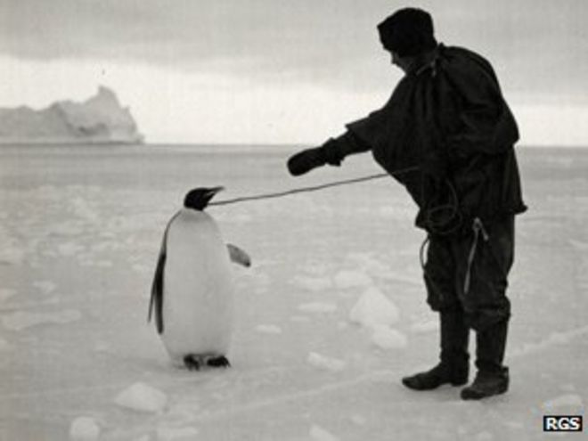 Императорский пингвин на веревочной поводке с членом команды Скотта - фотография из коллекции Королевского географического общества