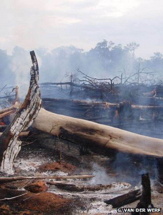 Тлеющие остатки лесного пожара, Бразилия (Изображение: Гвидо ван дер Верф)