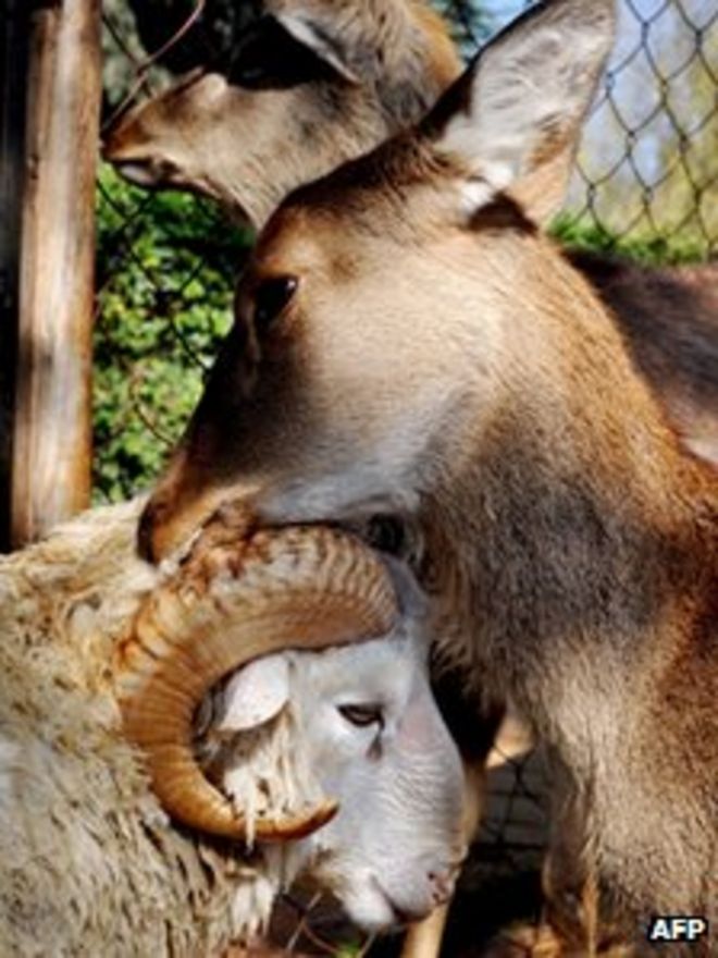 Sheep deer fish. Yunnan Wildlife Park. Sheep Sheep Deer Deer.