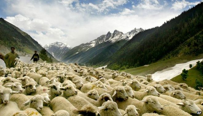 Овцы в Джамму и Кашмире