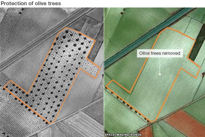 Изображения показывают, что оливковые деревья были удалены с поля
