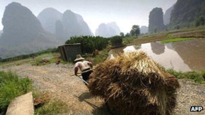 Фермер, работающий на рисовых полях в провинции Гуанци
