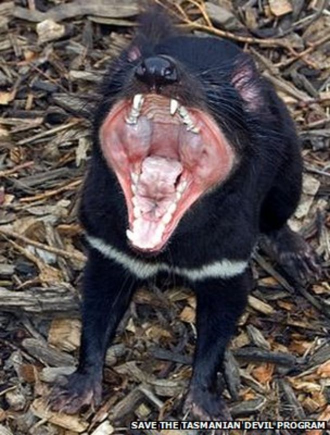 Тасманский дьявол (Изображение: Сохранить программу Тасманского дьявола)