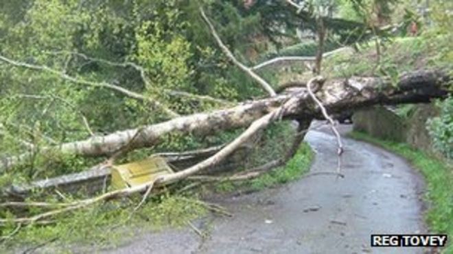 Дерево упало над дорогой возле Страуд