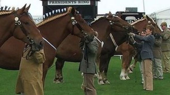 Suffolk Punch лошадей на Suffolk Show