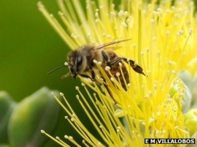 Пчела на цветке (с) Этель М Вильялобос