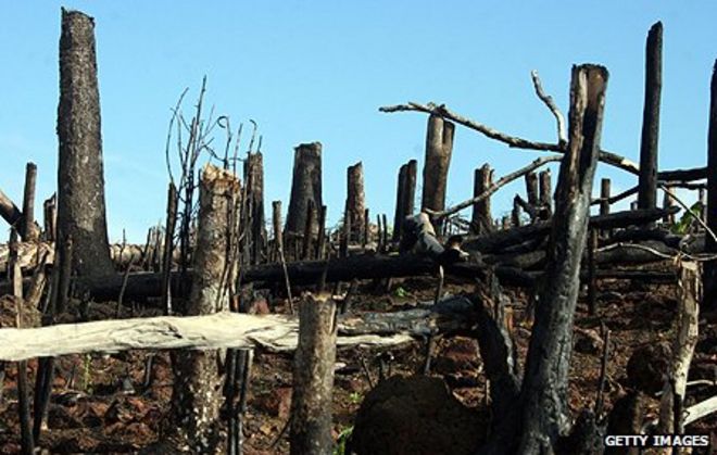 Вырубка лесов на Мадагаскаре