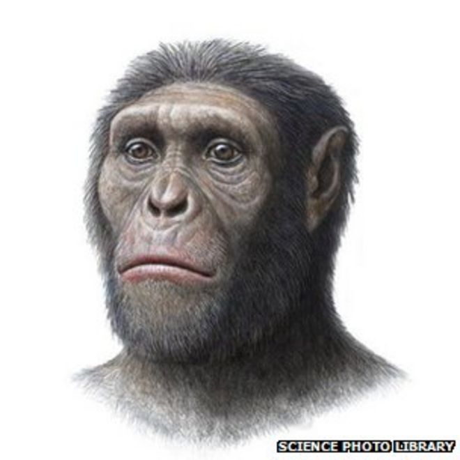 Первая окаменелость Australopithecus sediba была обнаружена в 2008 году