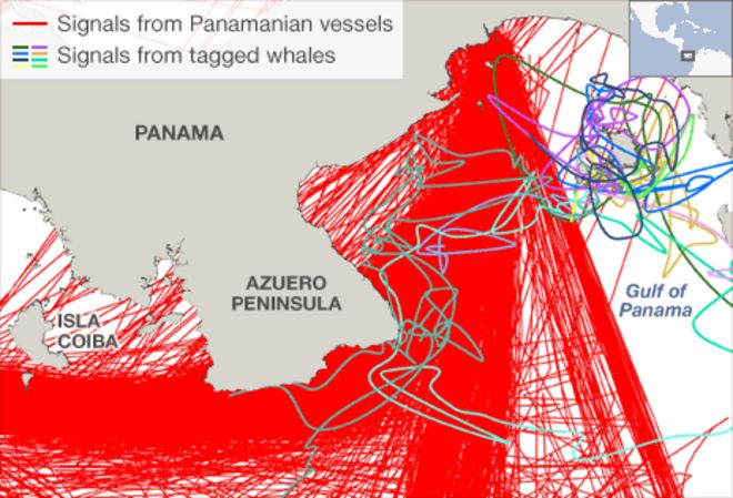 Карта панамских китов