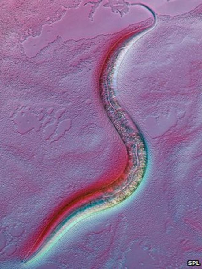 C. elegans