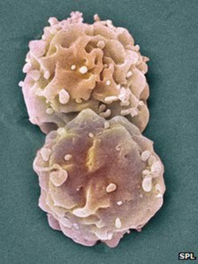 Эмбриональные клетки