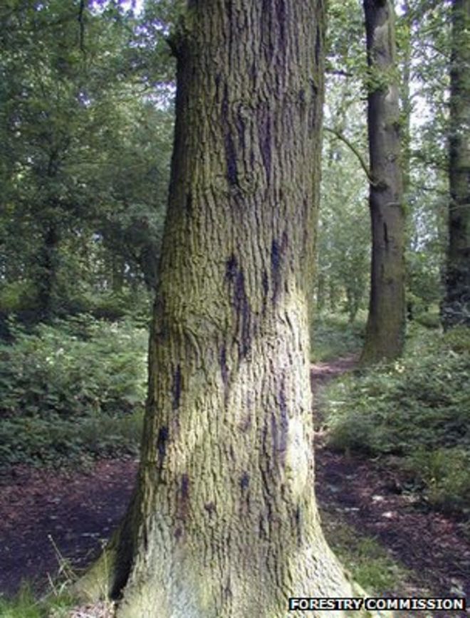 Острый дубовый упадок - дерево с язвами (Изображение: Лесная Комиссия)