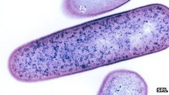 C. difficile бактерии