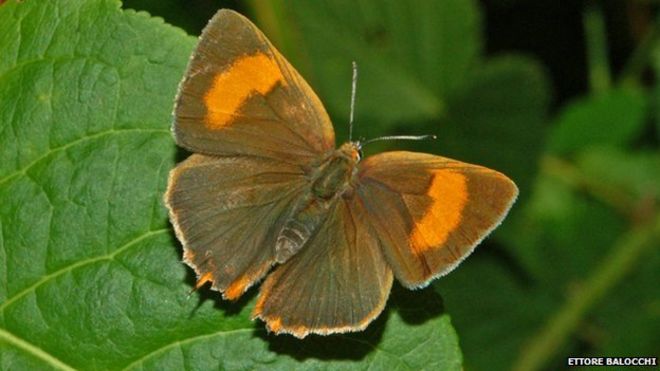 Бабочка из коричневой прически
