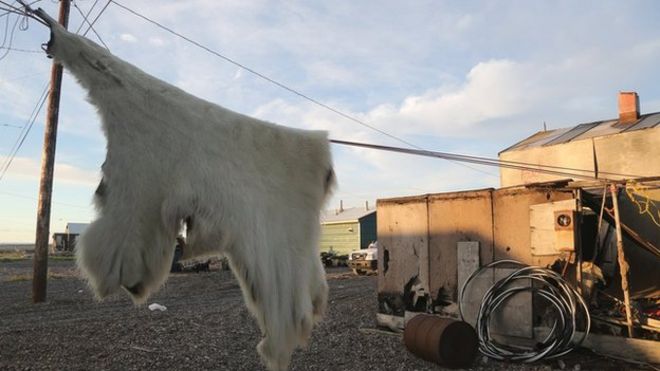 Шкура белого медведя на линии стирки