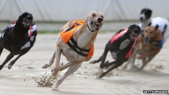 Image result for Image of a dog race