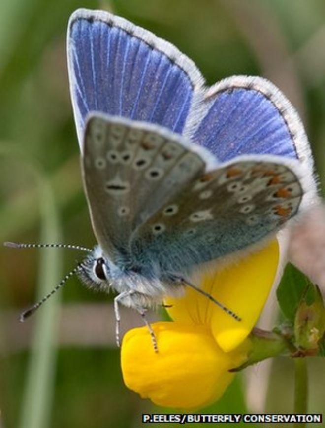 Обыкновенная голубая бабочка (Изображение: Питер Илес / Сохранение бабочки)