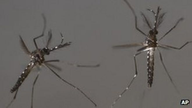 ГМ самцы комаров