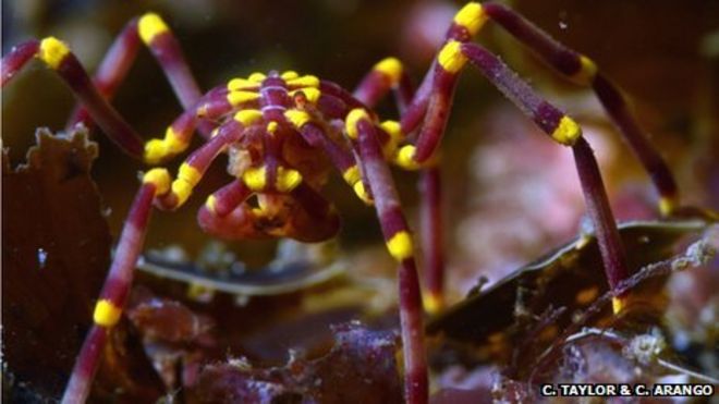 Новый вид морского паука Pseudopallene найден на мелководье у северо-западного побережья Австралии