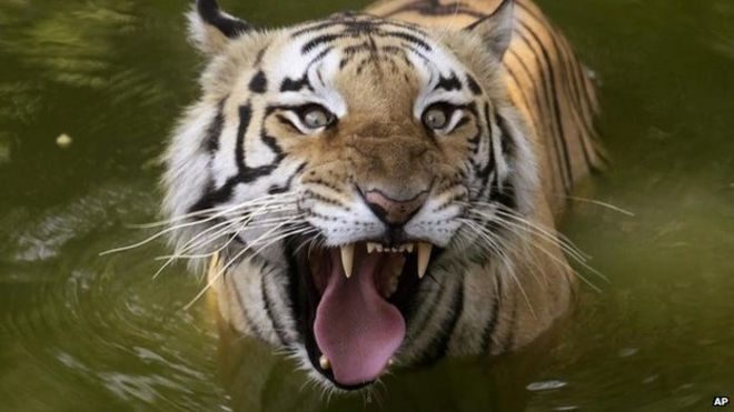 Королевский бенгальский тигр (файл изображения)