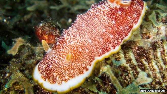 Chromodoris reticulata (Джим Андерсон)