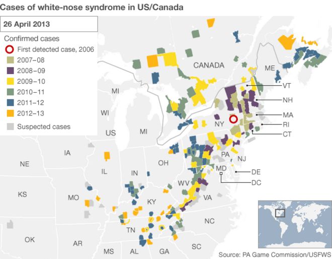 Карта, показывающая распространение WNS в США / Канаде (Изображение: BBC)