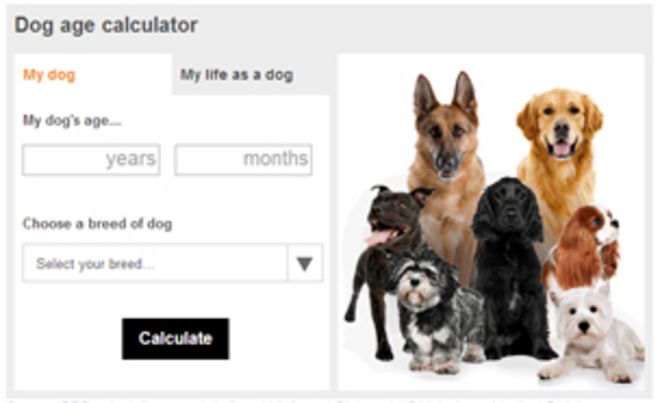 Скриншот калькулятора возраста собаки