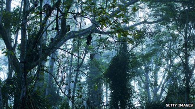 congo rainforest location