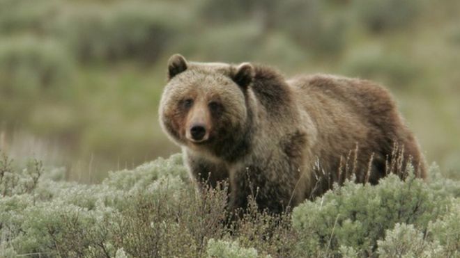 Йеллоустонский медведь NPS