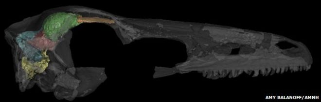 3D-рендеринг из компьютерной томографии динозавра троодонтида Занабазар младший. На этом изображении эндокаст (мозг) становится непрозрачным, а череп прозрачным