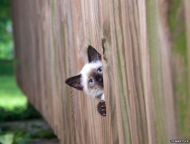 Кот шпионит через забор