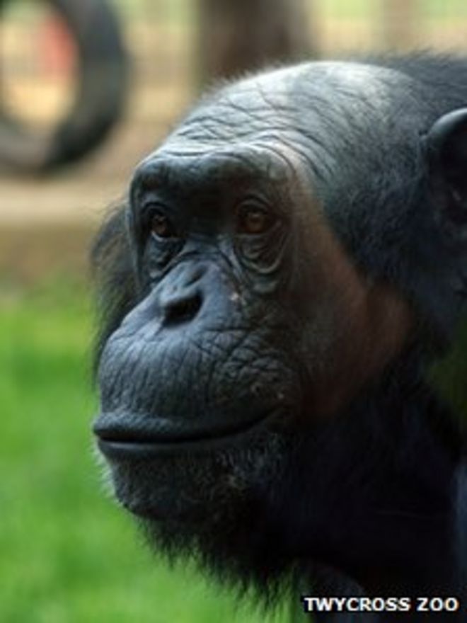 Луи, бывший шимпанзе PG Tips