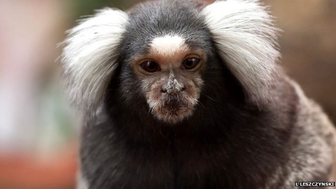 Marmoset (с) Лешек Лещинский