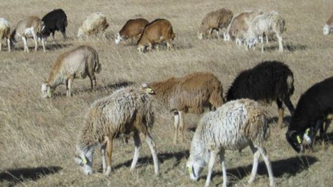 Эфиопские волосы овцы
