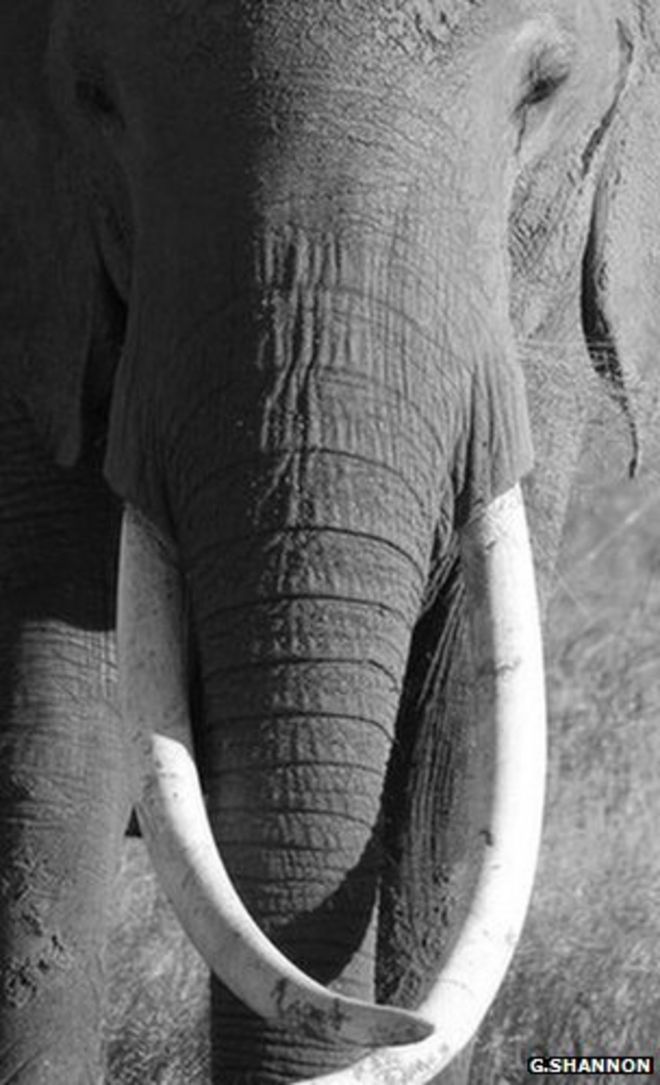Африканский слон (изображение: Грэм Шеннон)